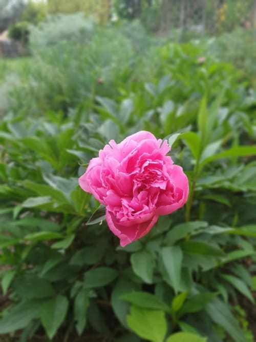 Vibrant pink peony blooming in Villa Thébaïde's Roseraie garden, Laudun L'Ardoise