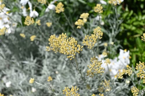 Nature corse
