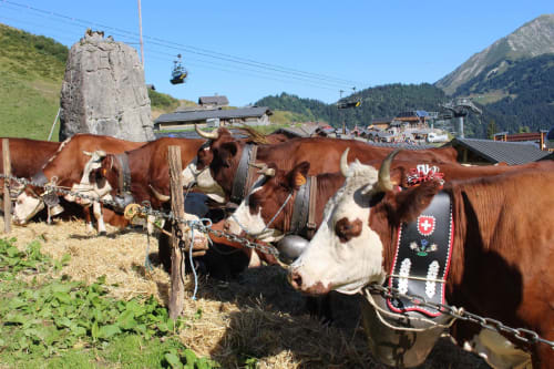 Vaches dans l'alpage de Plaine-Dranse, fête de la Belle-Dimanche en août. (Page Semaine d'été)