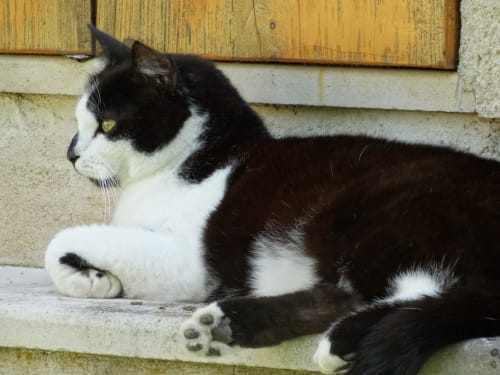 Prince, le chat de la maison