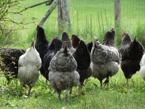 Les poules nous donnent de bons œufs à Girolles les Forges
