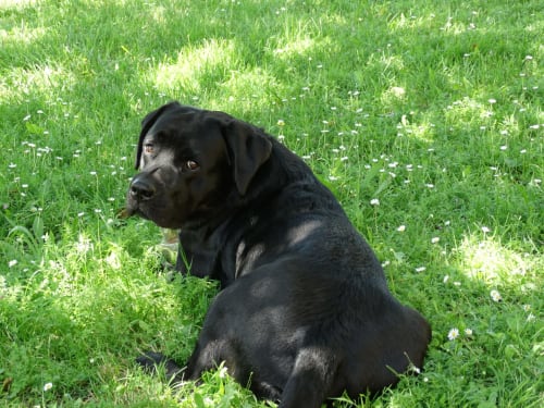O'Malley, notre copain labrador - Girolles les Forges