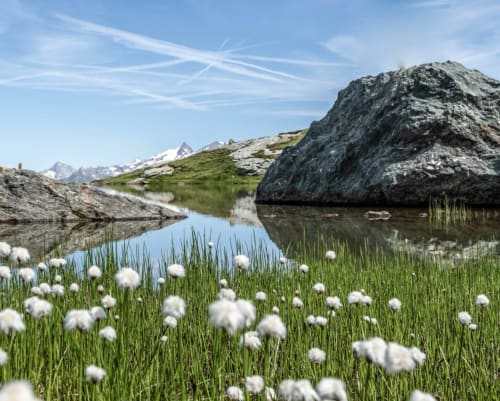 Le lac des Moutons-Alpine meadow with white cotton grass flowers, mountain lake, and snow-capped peaks near Bourg-Saint-Maurice