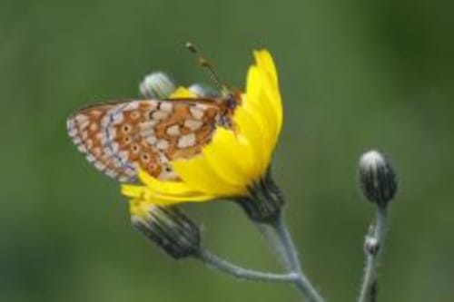 orchidée sauvage réserve naturelle faune flore nature cerf brame chevreuil renard sanglier étangs ruisseau prairie forêt animaux ferme cochon lapin poules canards chèvre brebis âne ânesse pintade oie jard permaculture bière artisanale gastronomie repas table d'hôte saucisse de Morteau légumes
