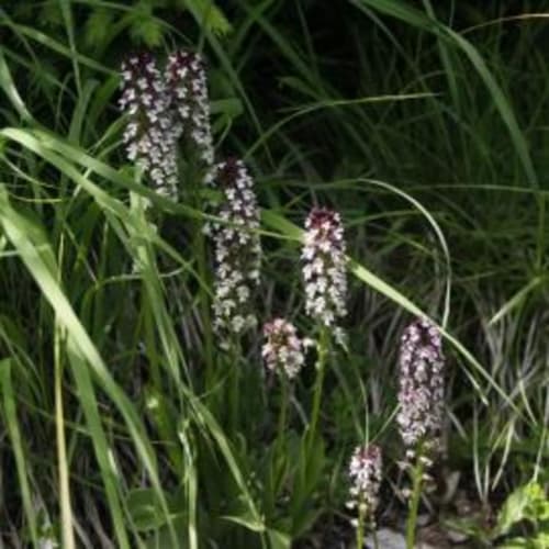 orchidée sauvage réserve naturelle faune flore nature cerf brame chevreuil renard sanglier étangs ruisseau prairie forêt animaux ferme cochon lapin poules canards chèvre brebis âne ânesse pintade oie jard permaculture bière artisanale gastronomie repas table d'hôte saucisse de Morteau légumes