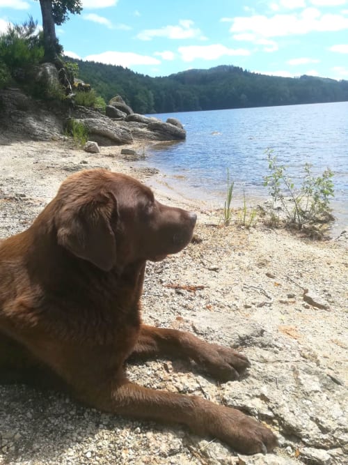 Idylle, notre labrador aux yeux dorés