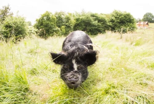 Gîtes en Normandie, Domaine la Martinaa, Parc Animalier