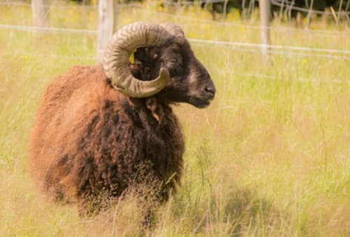 Gîtes en Normandie, Domaine la Martinaa, Parc Animalier