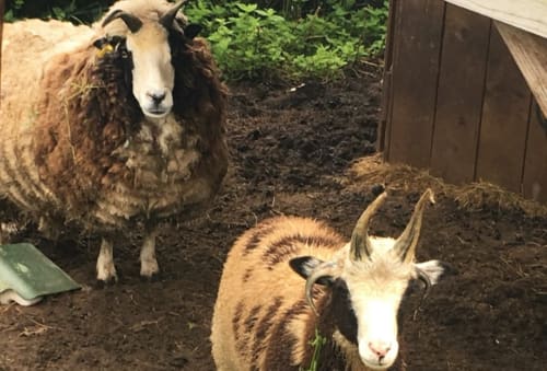 Gîtes en Normandie, Domaine la Martinaa, Parc animalier