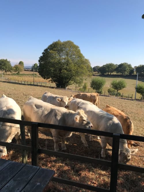 Vaches. Aubrac.  Lo Soulenquo. Gîte. Chambre d'hôtes. Dortoirs. Fonteilles. Chemin Saint Jacques de Compostelle.