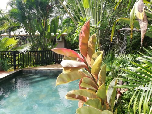 Plantes. Madikera Lodges. Vanille Lodge. Marin. Martinique.