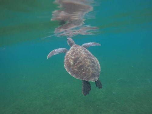 Tortue. Madikera Lodges. Vanille lodge. Muscade Lodge. Marin. Martinique.