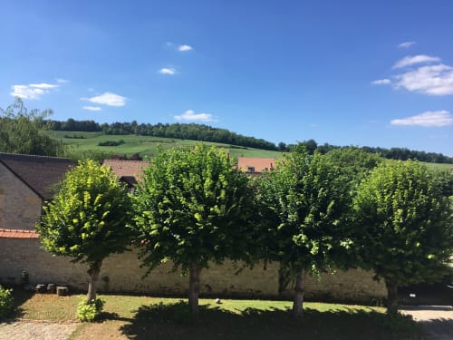 Lush vineyard landscape with mature grapevines at Le château d'Hermonville, Hermonville France countryside bed and breakfast
