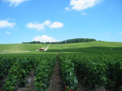 Rangées de vignes du Champagne avec champs verts ondulants et grange rouge près du château d'Hermonville, France