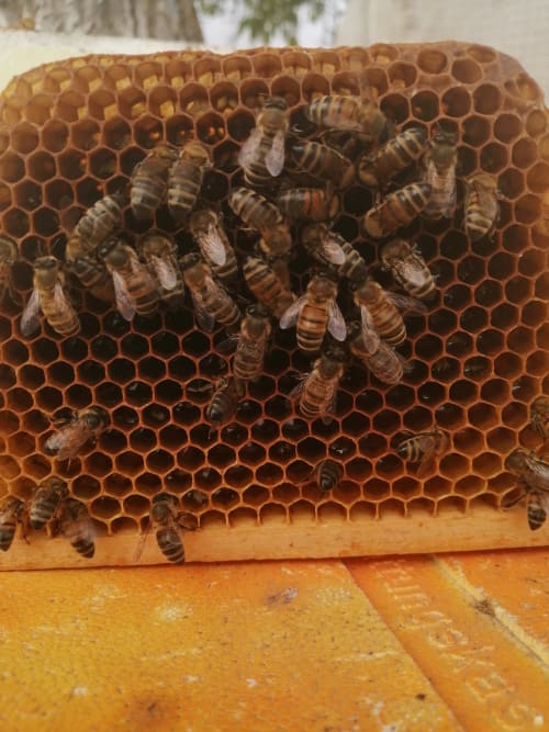Honeycomb frame with worker bees at Château De Clusors beekeeping, St Menoux France