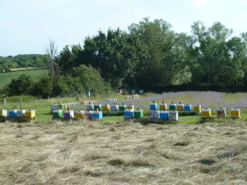 Colorful beehives in lavender field at Château De Clusors, a French bed and breakfast near St Menoux
