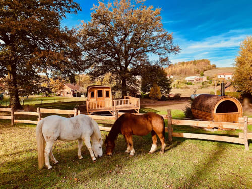Chevaux. Roulottes. Ma roulotte sous les Chênes. Raon aux bois. Vosges.