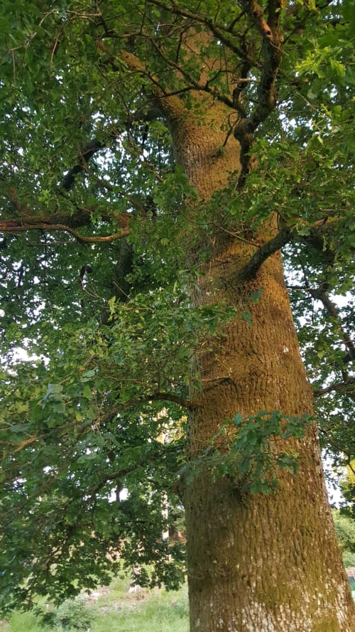 Arbre. Roulotte passionnée. Roulottes. Ma roulotte sous les Chênes. Raon aux bois. Vosges.
