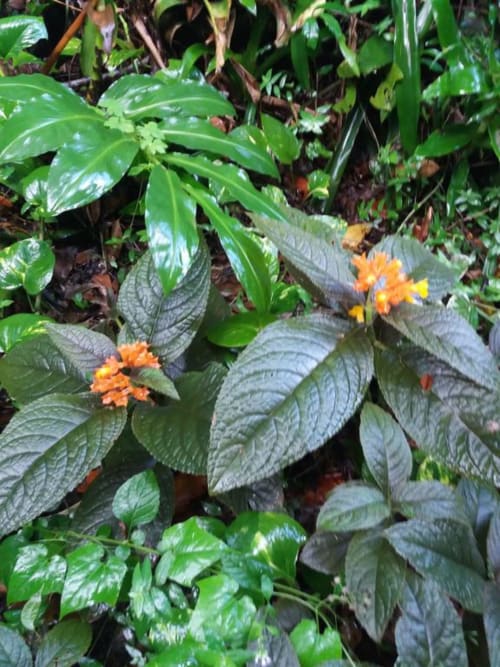 Ti Plèn Kréol nature guadeloupe Pointe Noire