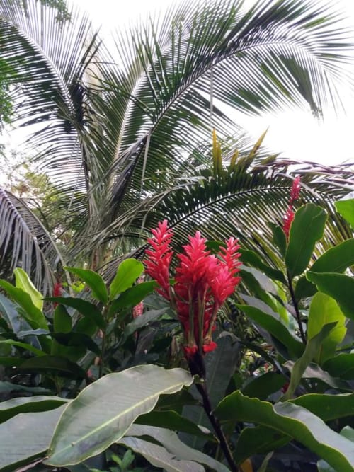 Ti Plèn Kréol nature guadeloupe Pointe Noire
