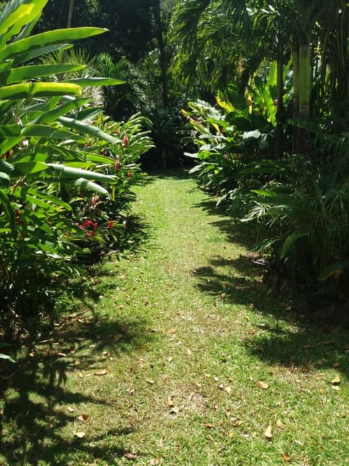 Ti Plèn Kréol jardin guadeloupe Pointe Noire