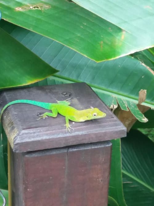 Ti Plèn Kréol nature guadeloupe Pointe Noire