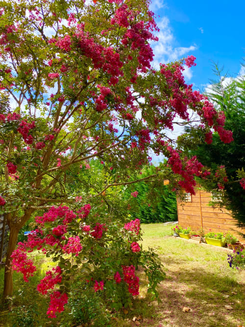 Sarlat-ô clair de lune-coté jardin-lagerstromia en fleurs-lilas des Indes