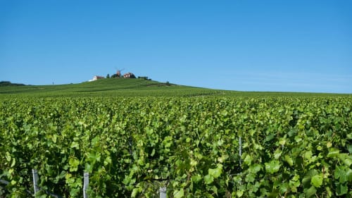 verzenay vignes - gite entre phare et moulin