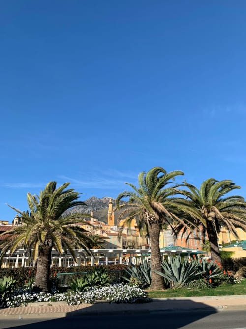 Palm trees. La Fabrique à poupées. Guest house. Menton.

