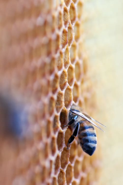 Abeille. Production de miel local.  Indre.
