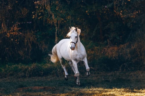 Cheval au pré. Domaine de la Touche. Chambres d'hôtes. Table d'hôtes. Mosnay. Indre.