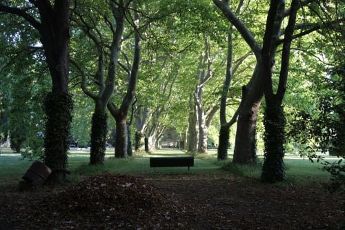 Allée de platanes. Domaine de Montlaur. Gîtes de Charme. Pays Cathare. Marianne Niermans.