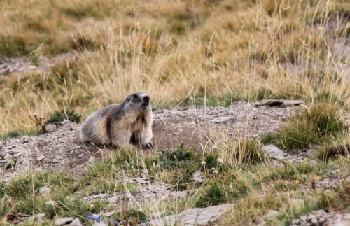 marmotte - alentours - gîte du bois de l'ours - orcières  