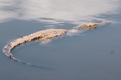Crocodile. Hôtel Particulier de Digoine. Chambres d'hôtes et gite. Bourg-Saint-Andéol. Ardèche.