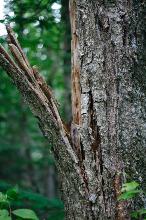 surroundings -  gîtes du bois de l'ours - orcières 