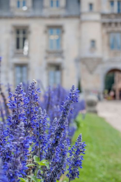 jardin - fleurs - château de denonville 