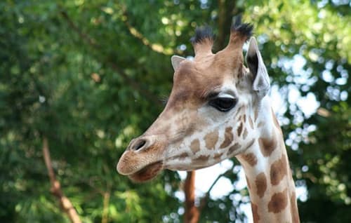 Giraffe with brown and white patches browsing among green foliage at Les Sables-d'Olonne