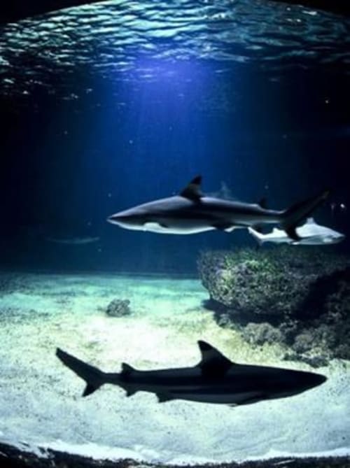 Sharks swimming underwater near sandy bottom and rocks at ocean aquarium, Les Sables-d'Olonne