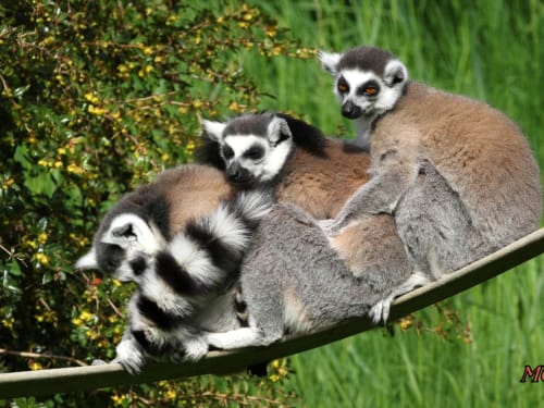 Zoo - Jardin Des Lys - Saint Léonard de Noblat