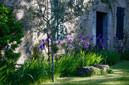 Flowers. Domaine de Montlaur. Charming gites. Cathar country. Marianne Niermans.