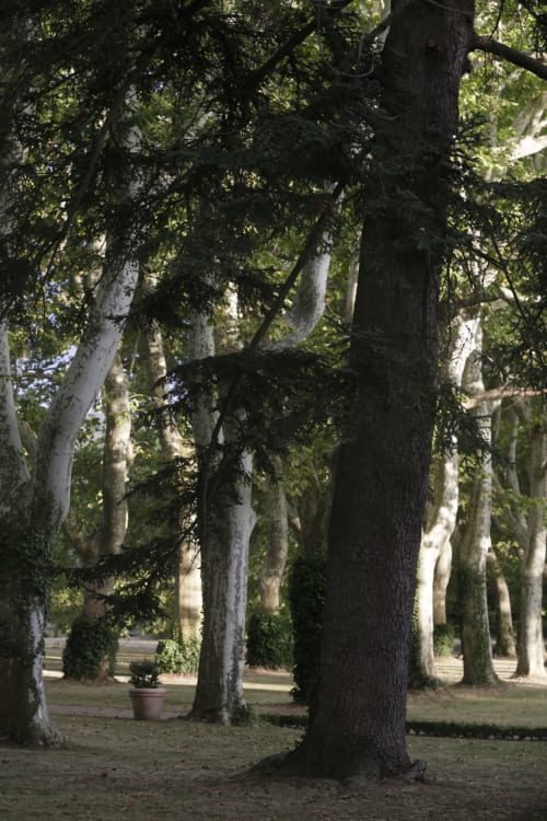 Under the trees. Domaine de Montlaur. Charming gites. Cathar country. Marianne Niermans.