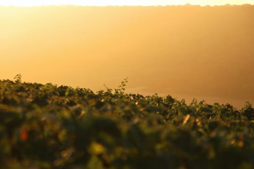 Vignes. Vallée de la Marne. Champagne. Demeure de la Garenne. Hébergements insolites. Chambres d'hôtes. Montmirail.