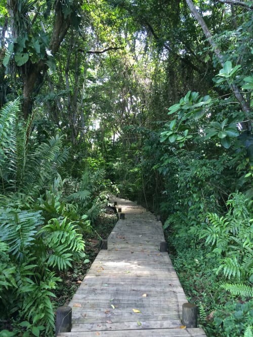 Jardin. Les Gîtes de l'Union. Locations d'appartements et chambres. Guadeloupe.