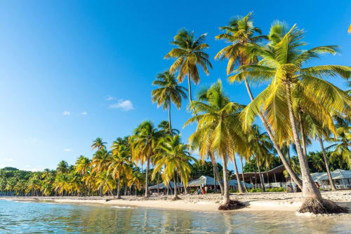 Palmiers. Locastudio. Locations Appartements. Guadeloupe. 