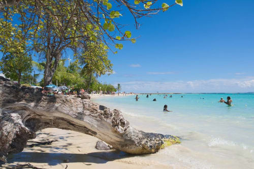 Tronc. Locastudio. Locations Appartements. Guadeloupe. 