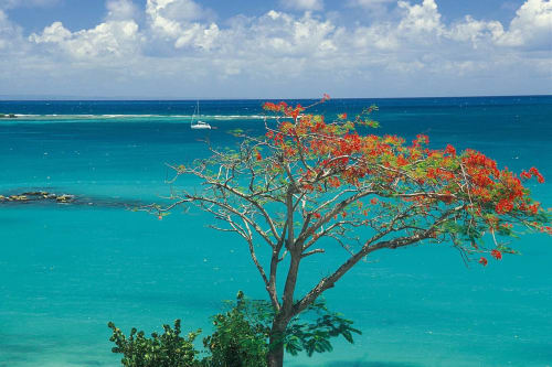Arbre. Locastudio. Locations Appartements. Guadeloupe. 