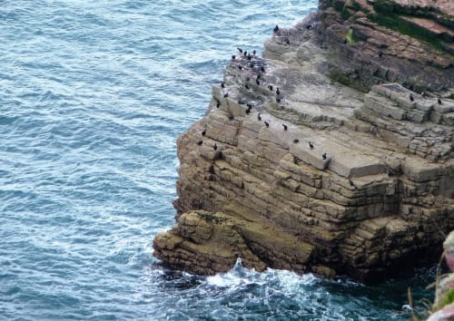Réserve ornithologique grand site Cap d'Erquy Cap Fréhel - La Rompardais