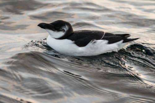 Pingouin Torda - Cap Fréhel - La Rompardais