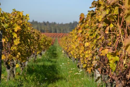 Vignes. Le Clos Sainte-Marie. Chambres d'hôtes. Mesland. Blois et Amboise.
