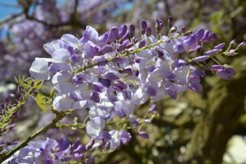 Fleurs. Le Clos Sainte-Marie. Chambres d'hôtes. Mesland. Blois et Amboise.